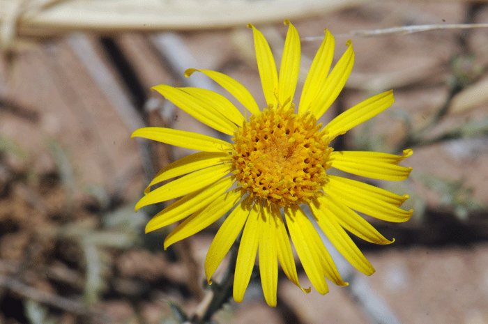 Slender Goldenweed has showy daisy-like flowers on tips of branches. Note the heads have both ray and disk florets. Xanthisma gracilie